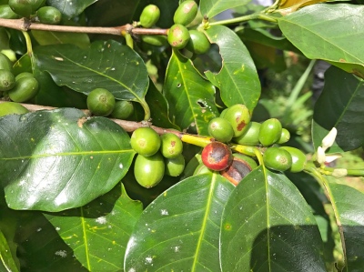 Finding Paradise, unprocessed coffee beans, Blue Mountain region of Portland, Jamaica